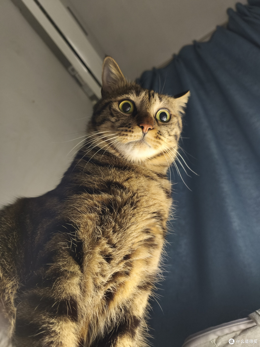 穷养猫避坑实用干货:洁牙、清洁、猫毛处理,猫砂选择