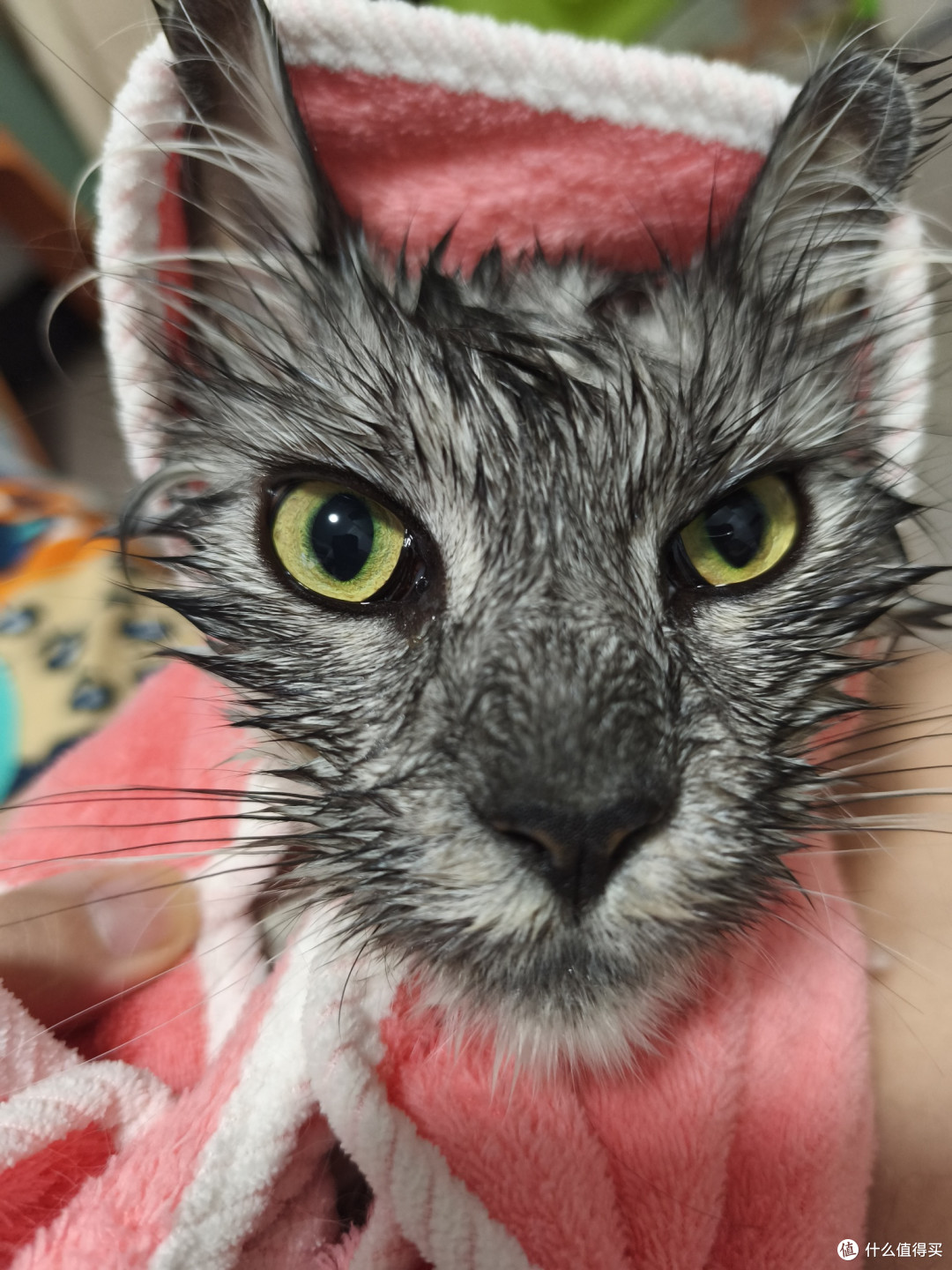 穷养猫避坑实用干货:洁牙、清洁、猫毛处理,猫砂选择