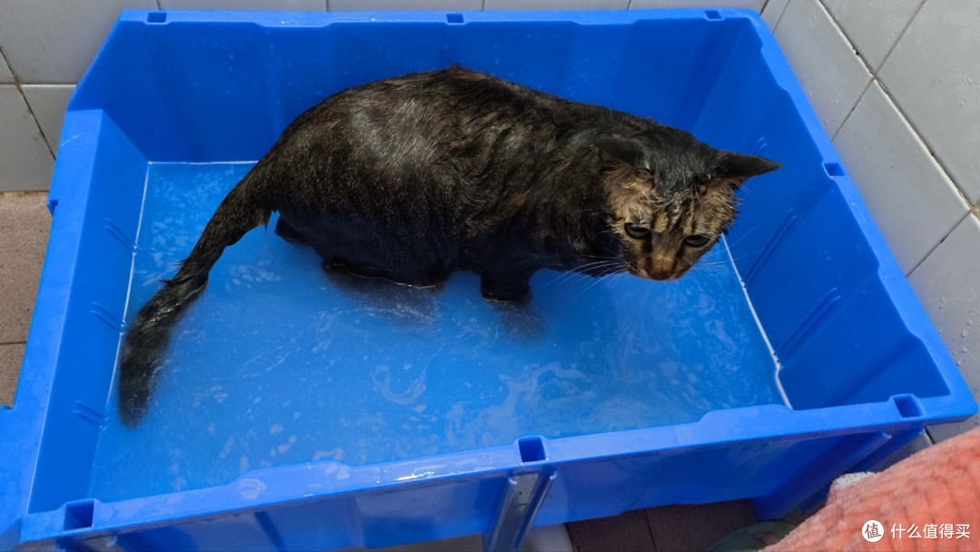 穷养猫避坑实用干货:洁牙、清洁、猫毛处理,猫砂选择