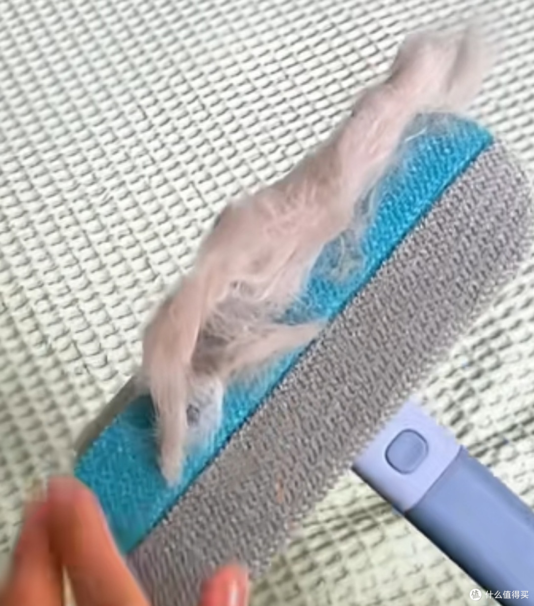 穷养猫避坑实用干货:洁牙、清洁、猫毛处理,猫砂选择