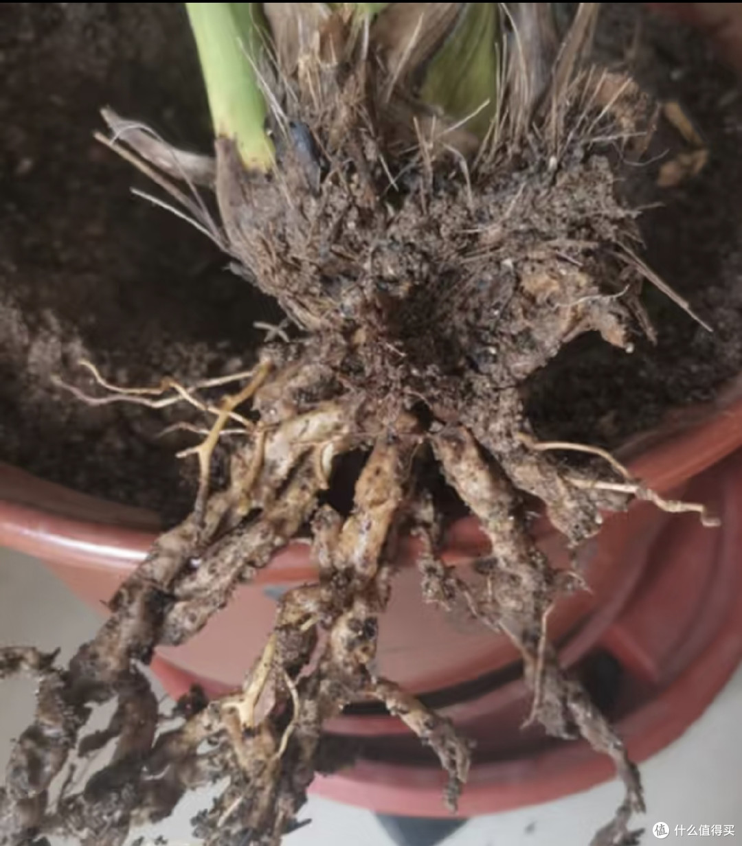 这7种花千万别用深高盆!换“大肚矮盆”,根肥枝壮,花量能翻3倍