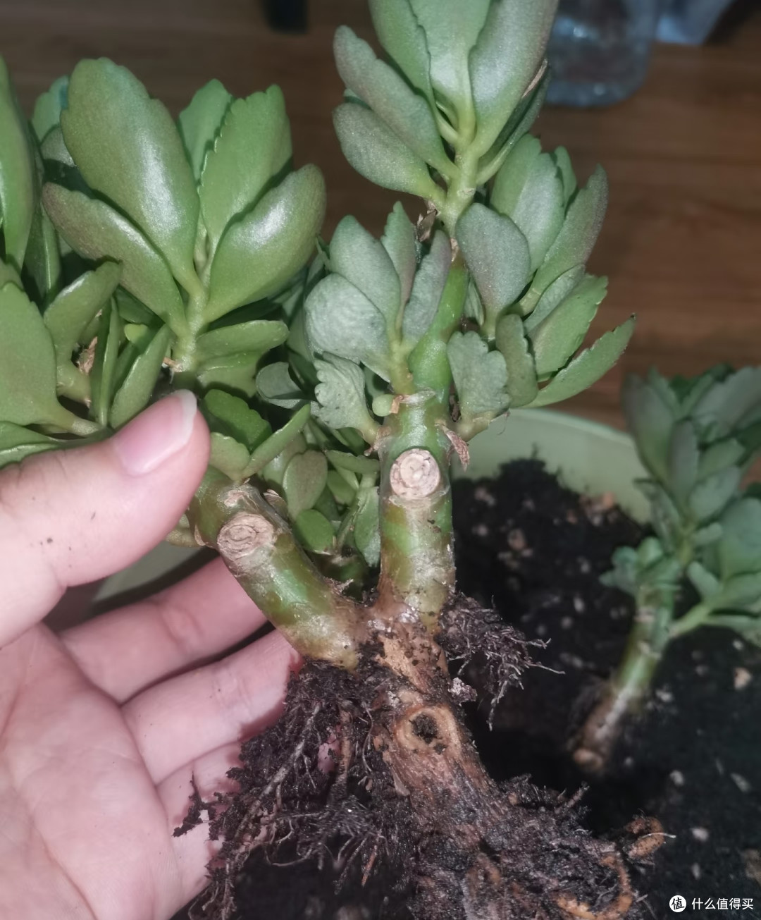 这7种花千万别用深高盆!换“大肚矮盆”,根肥枝壮,花量能翻3倍