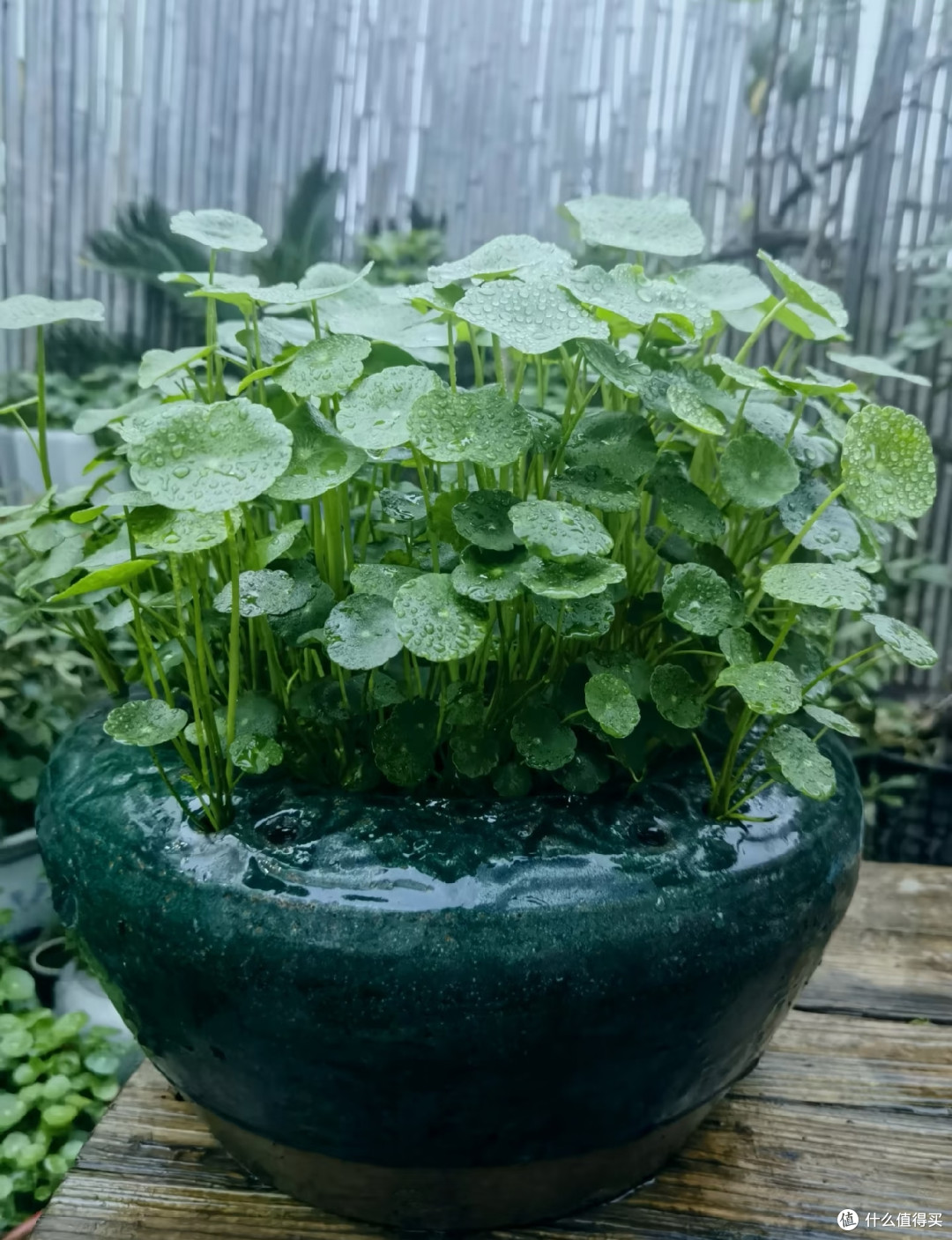 这7种花千万别用深高盆!换“大肚矮盆”,根肥枝壮,花量能翻3倍