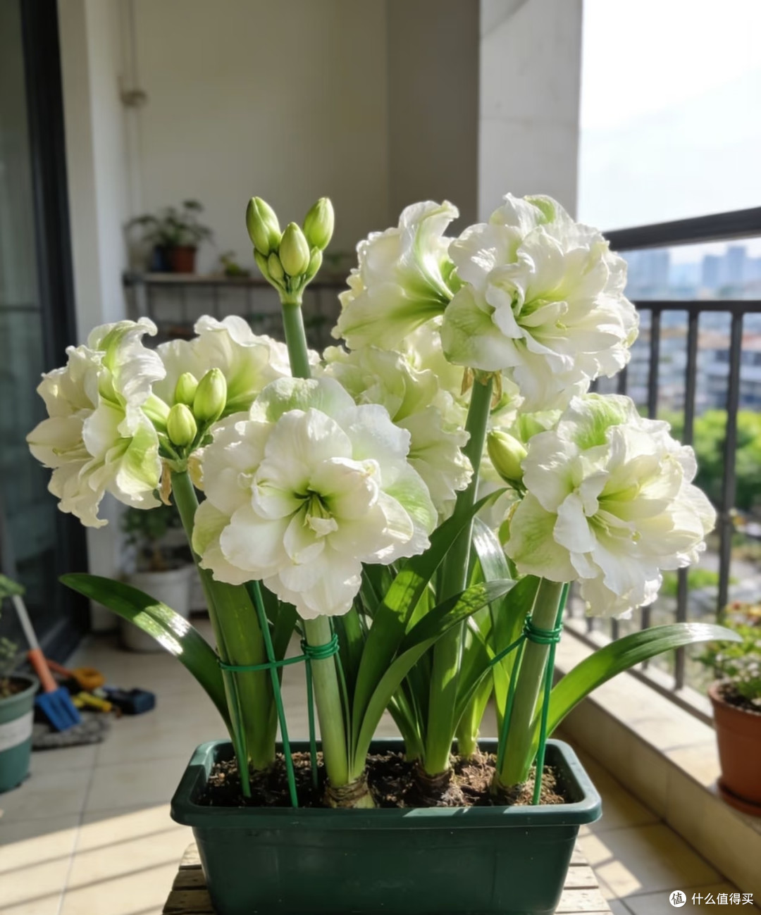 这7种花千万别用深高盆!换“大肚矮盆”,根肥枝壮,花量能翻3倍