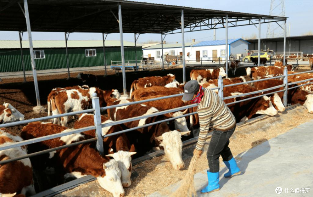 便宜牛肉不让卖?加征 55% 关税,为什么中国对澳洲牛肉限额进口