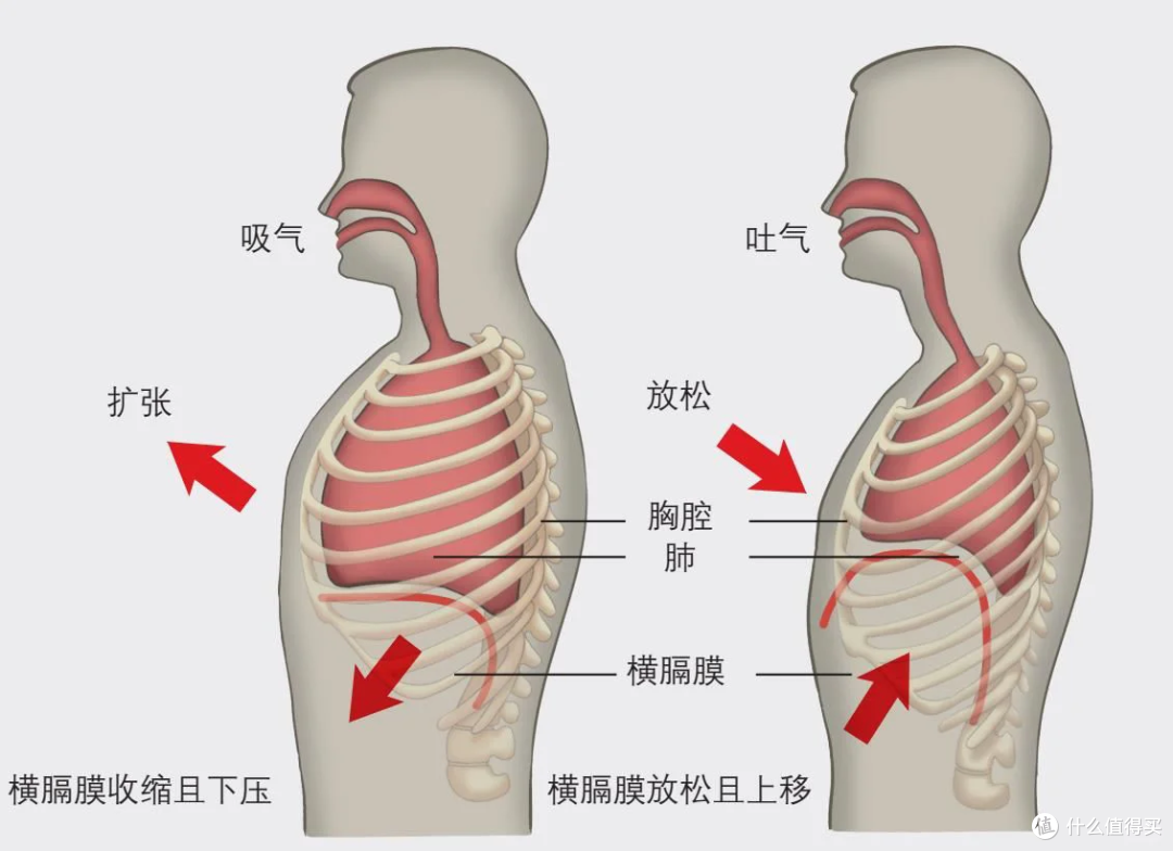 从“基础入门”到“智能训练”:两款呼吸训练器,差距原来在这