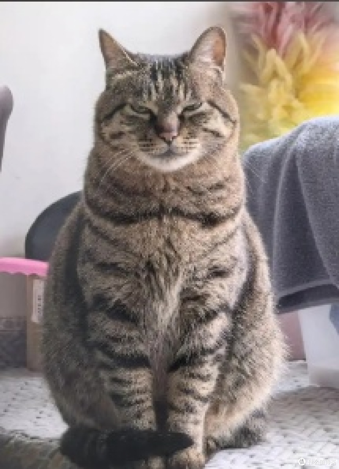 养猫后学会慢生活的艺术