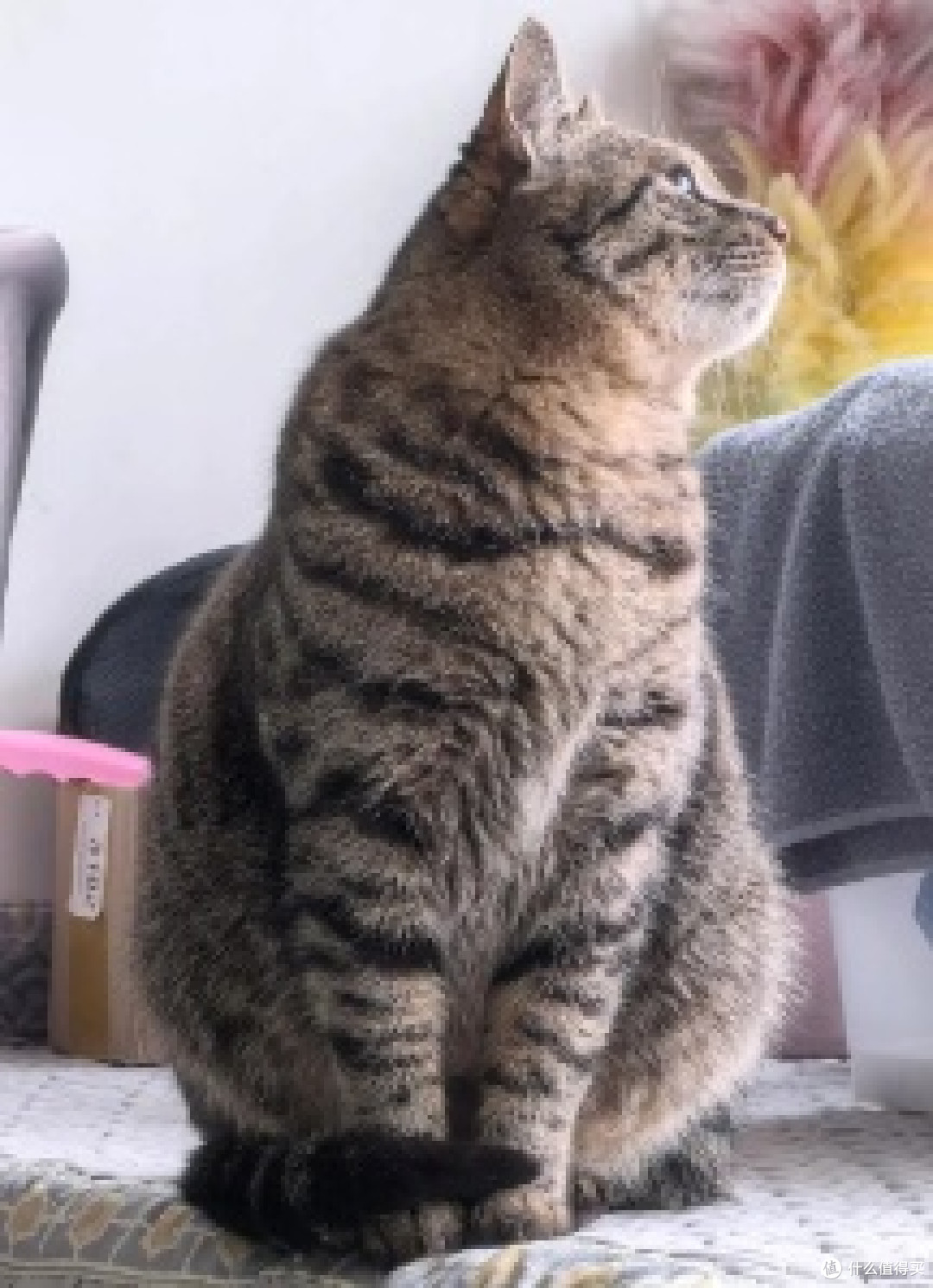 养猫后学会慢生活的艺术