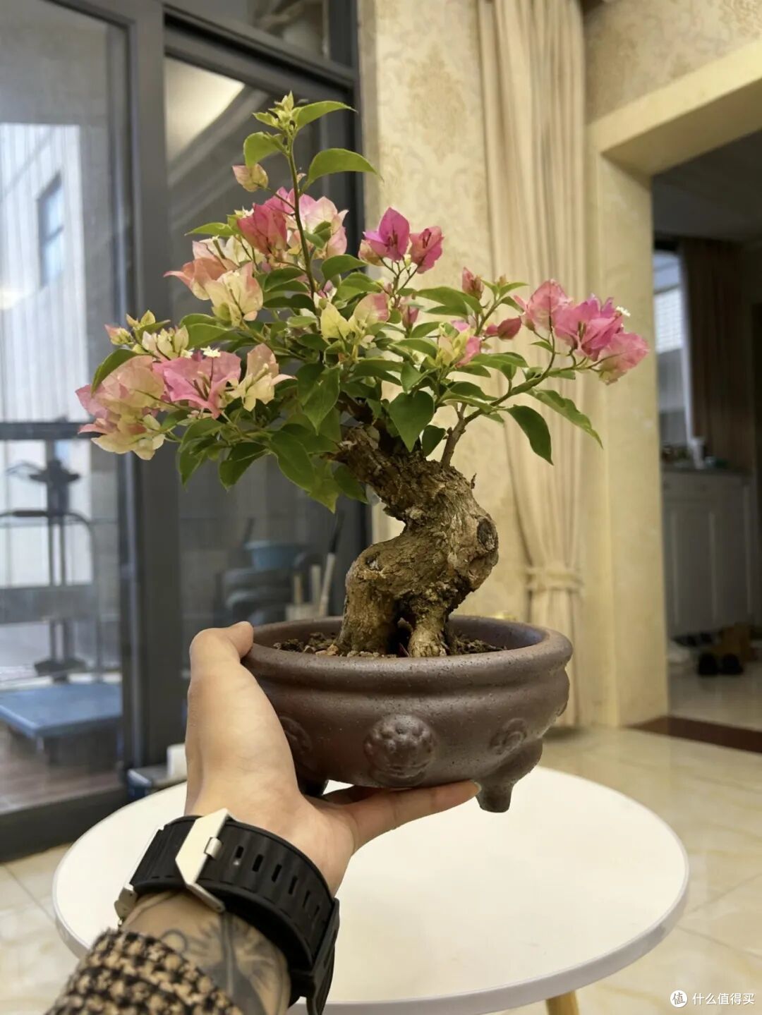 当家里的三角梅开爆,好看到不敢相信!