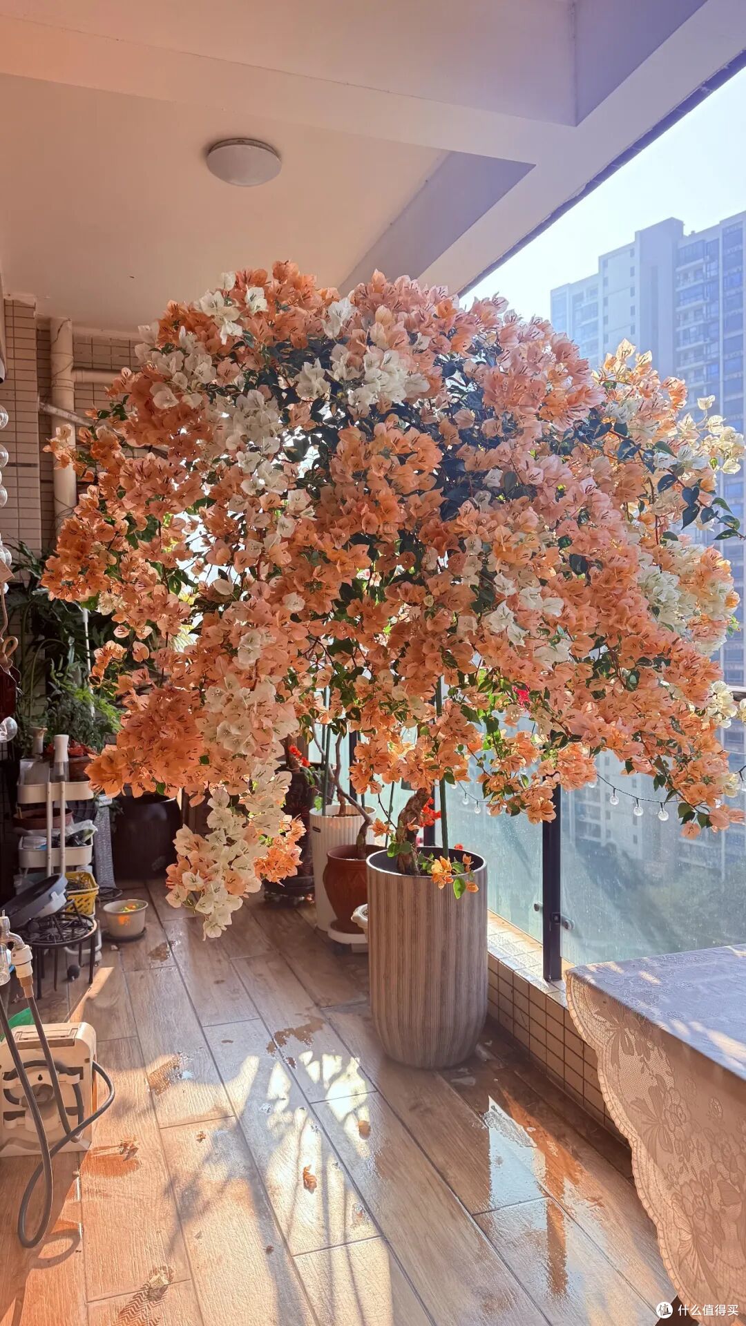 当家里的三角梅开爆,好看到不敢相信!