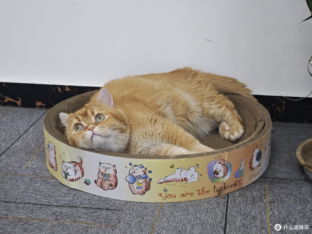 家有小猫,万事不愁