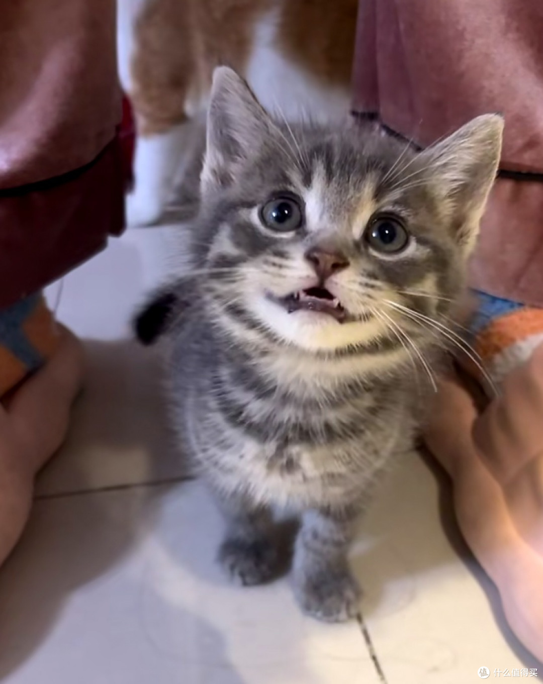 谁说狸花猫高冷?我家“逆子”的快乐生活大公开