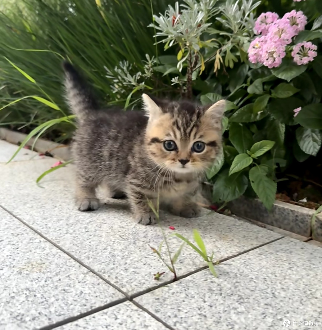 谁说狸花猫高冷?我家“逆子”的快乐生活大公开