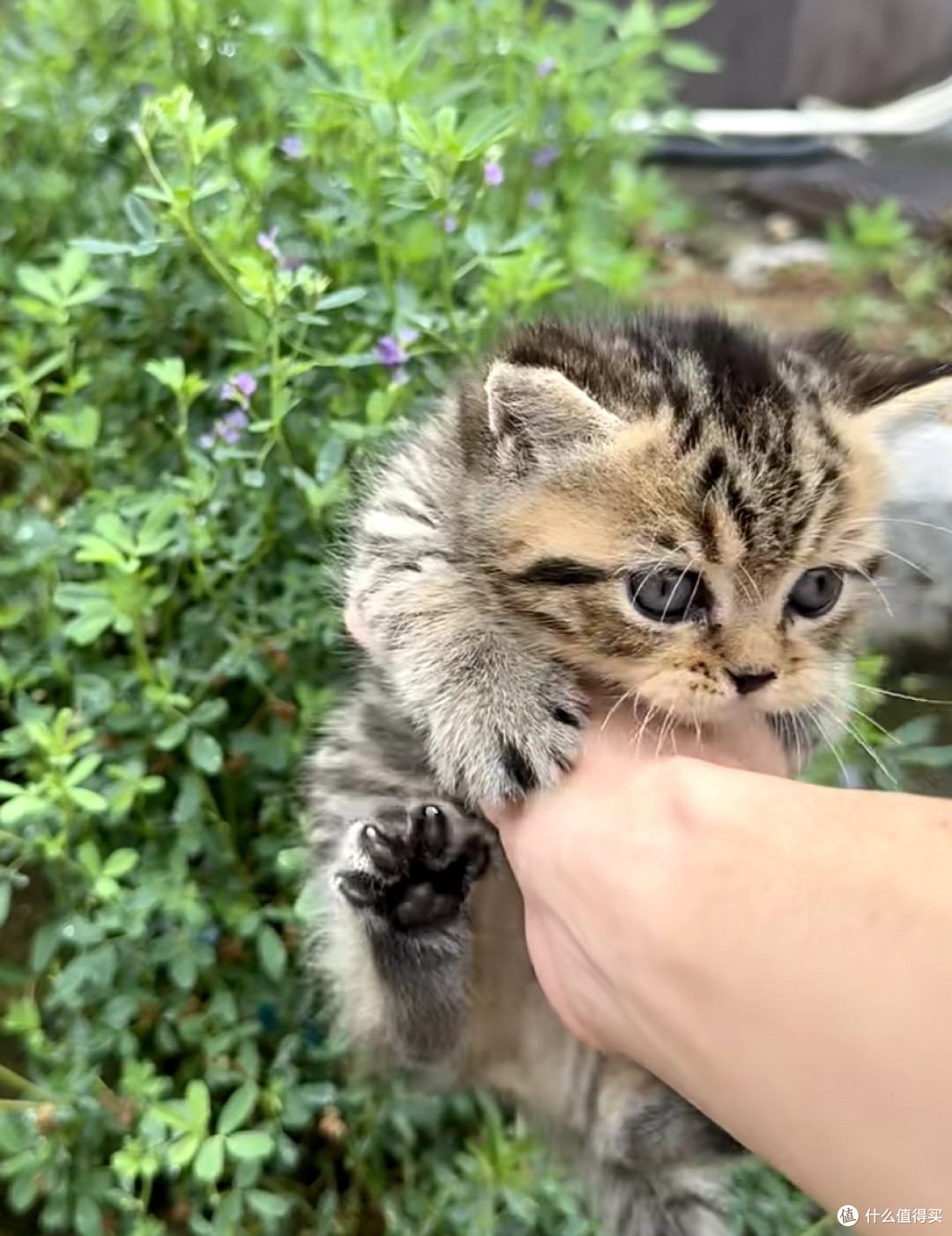 谁说狸花猫高冷?我家“逆子”的快乐生活大公开