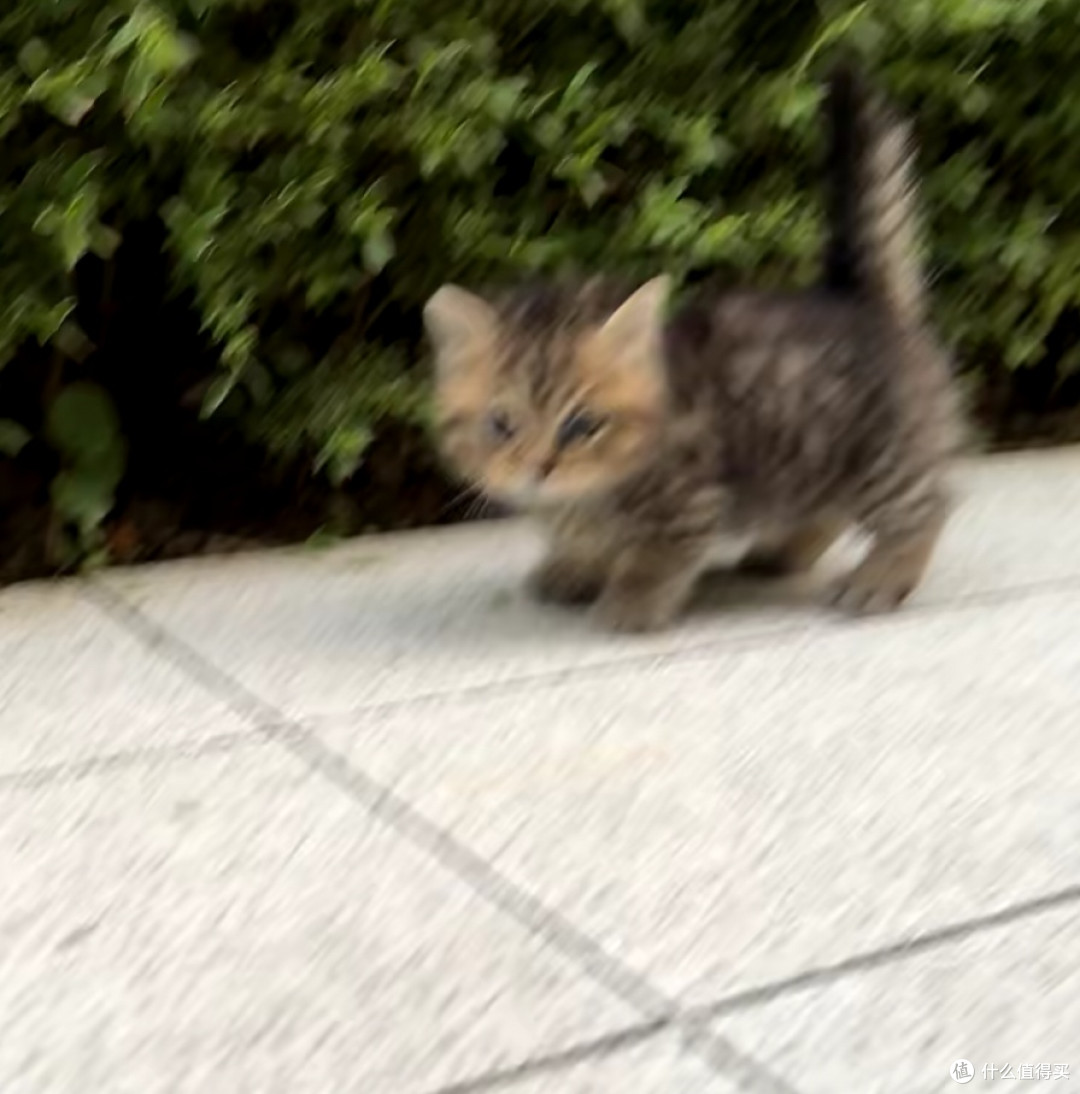 谁说狸花猫高冷?我家“逆子”的快乐生活大公开