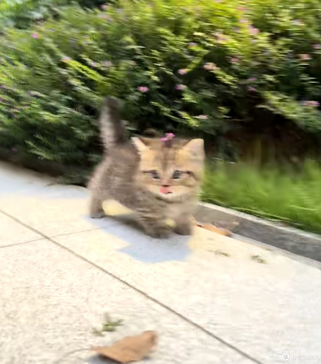 谁说狸花猫高冷?我家“逆子”的快乐生活大公开