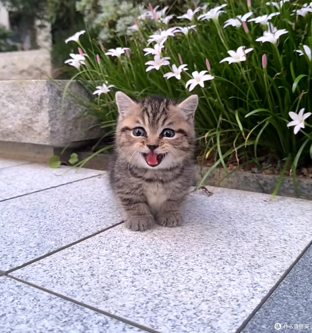 谁说狸花猫高冷?我家“逆子”的快乐生活大公开