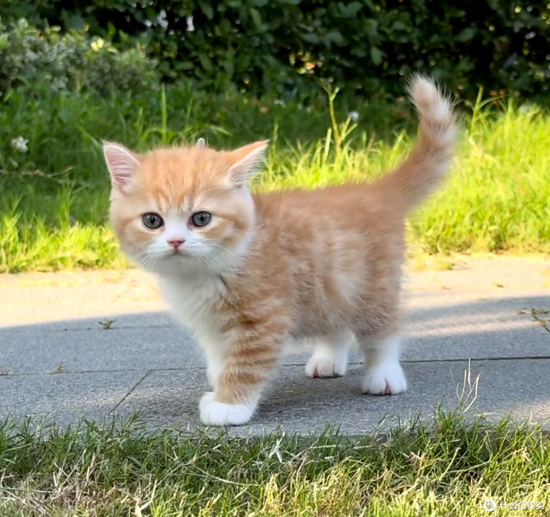 大橘为重!这只十斤重的猪咪