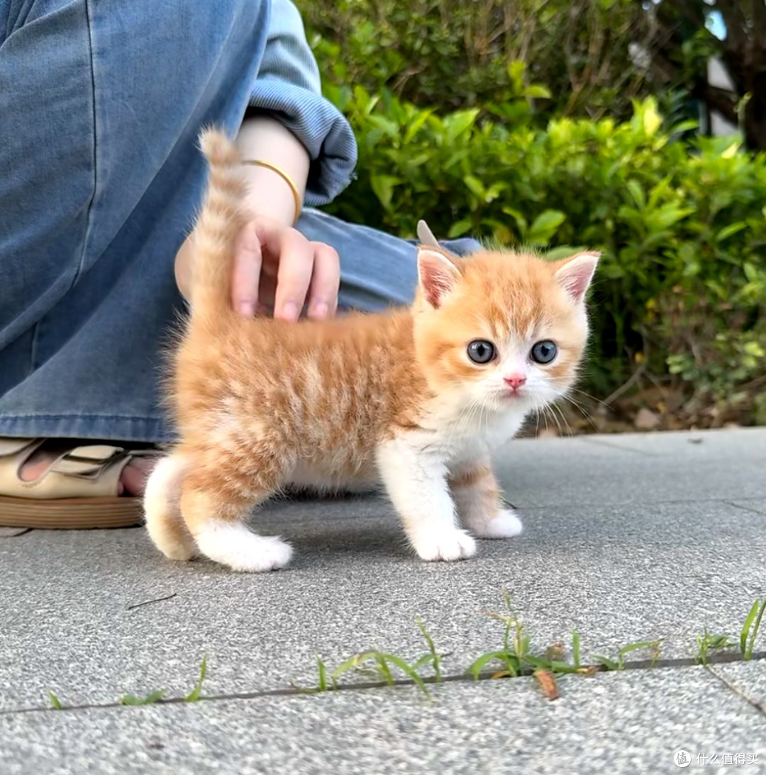 大橘为重!这只十斤重的猪咪