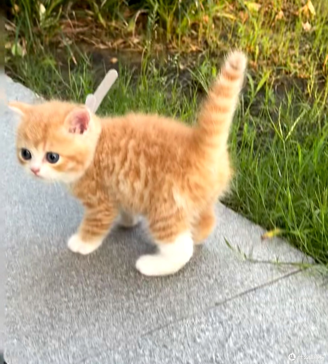 大橘为重!这只十斤重的猪咪