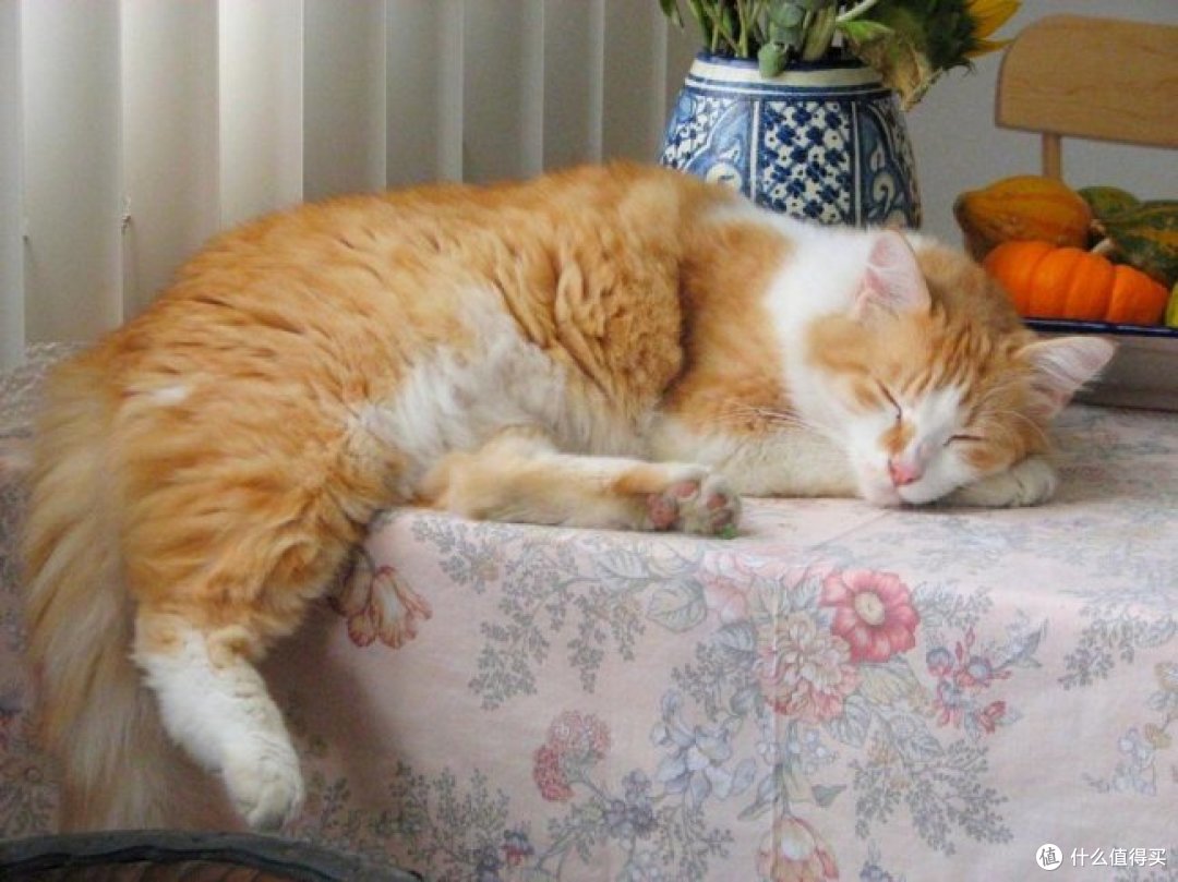 2026肠胃敏感猫粮排行榜：8款适合玻璃胃猫咪的热门猫粮