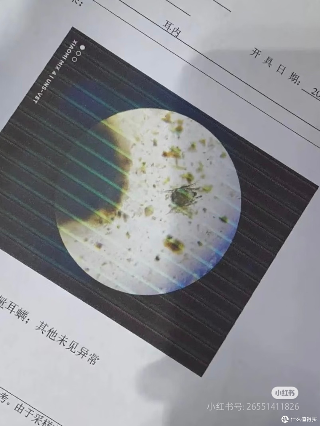 猫咪耳螨治疗经验分享