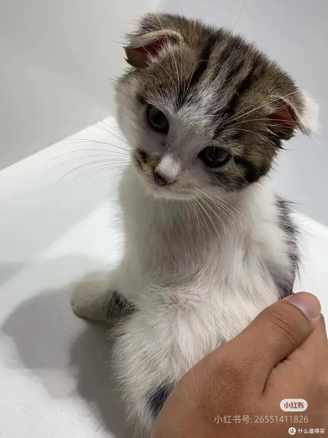 猫咪耳螨治疗经验分享