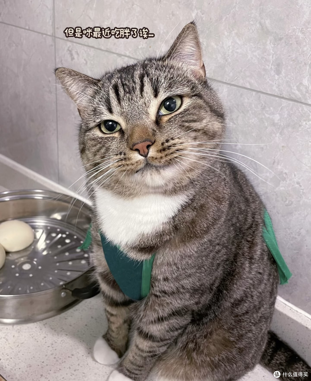 如果感觉生活纷扰疲累,就养只猫吧