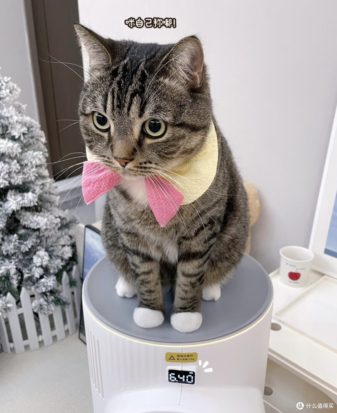 如果感觉生活纷扰疲累,就养只猫吧
