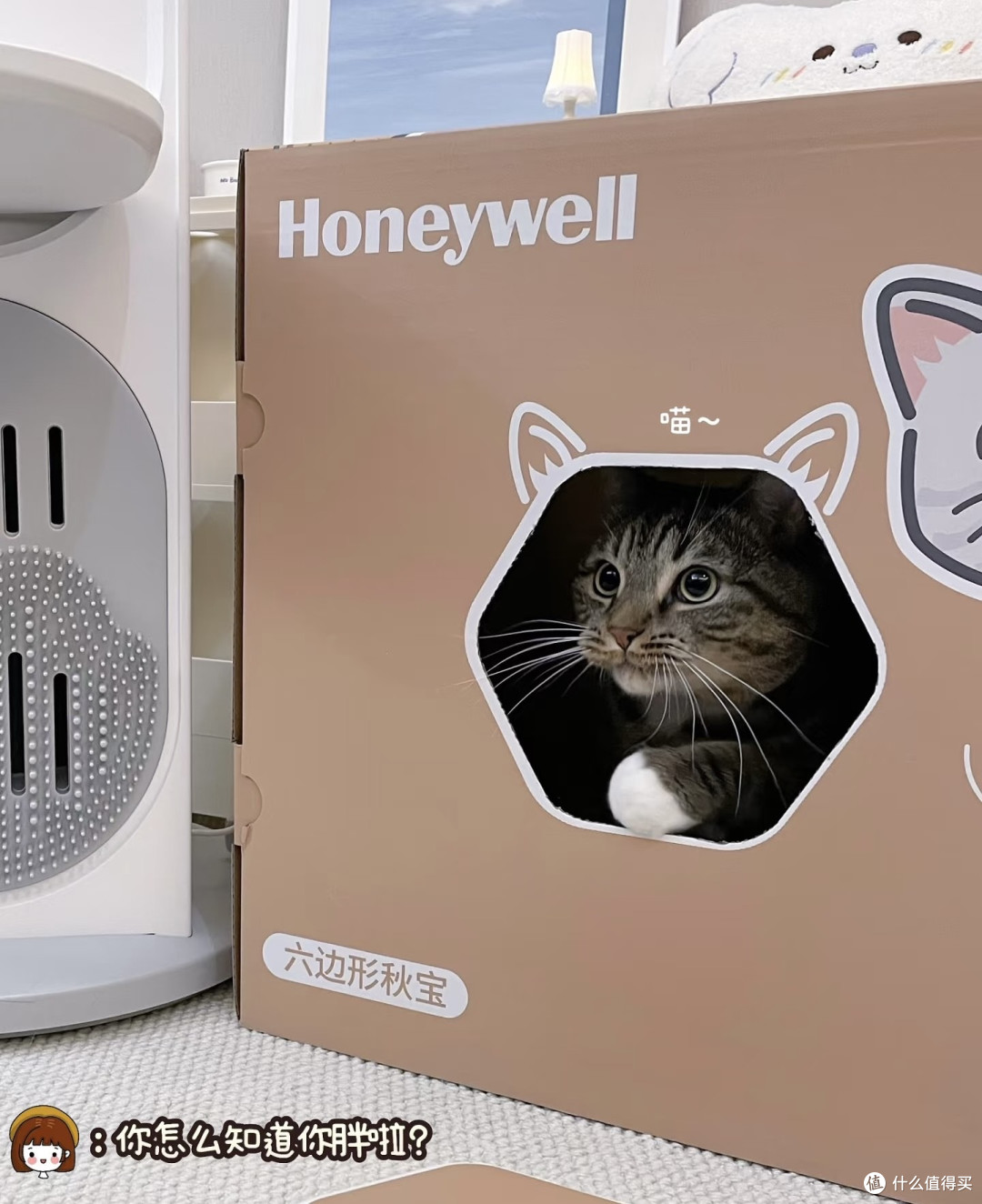 如果感觉生活纷扰疲累,就养只猫吧