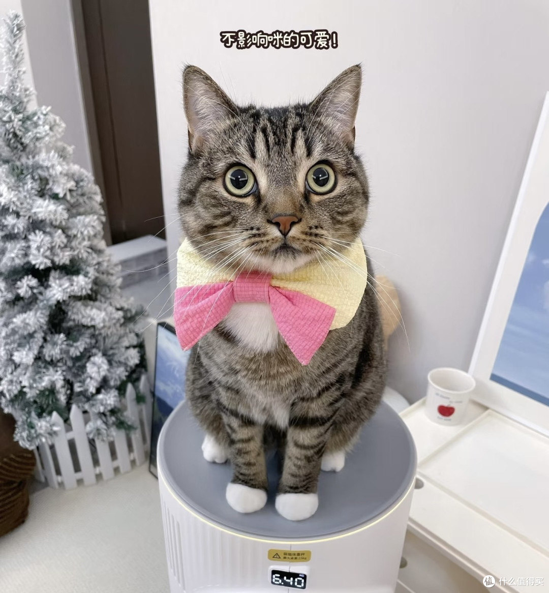 如果感觉生活纷扰疲累，就养只猫吧