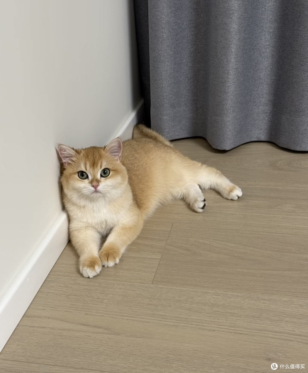 养猫人的幸福,都藏在这些瞬间里🐾|治愈