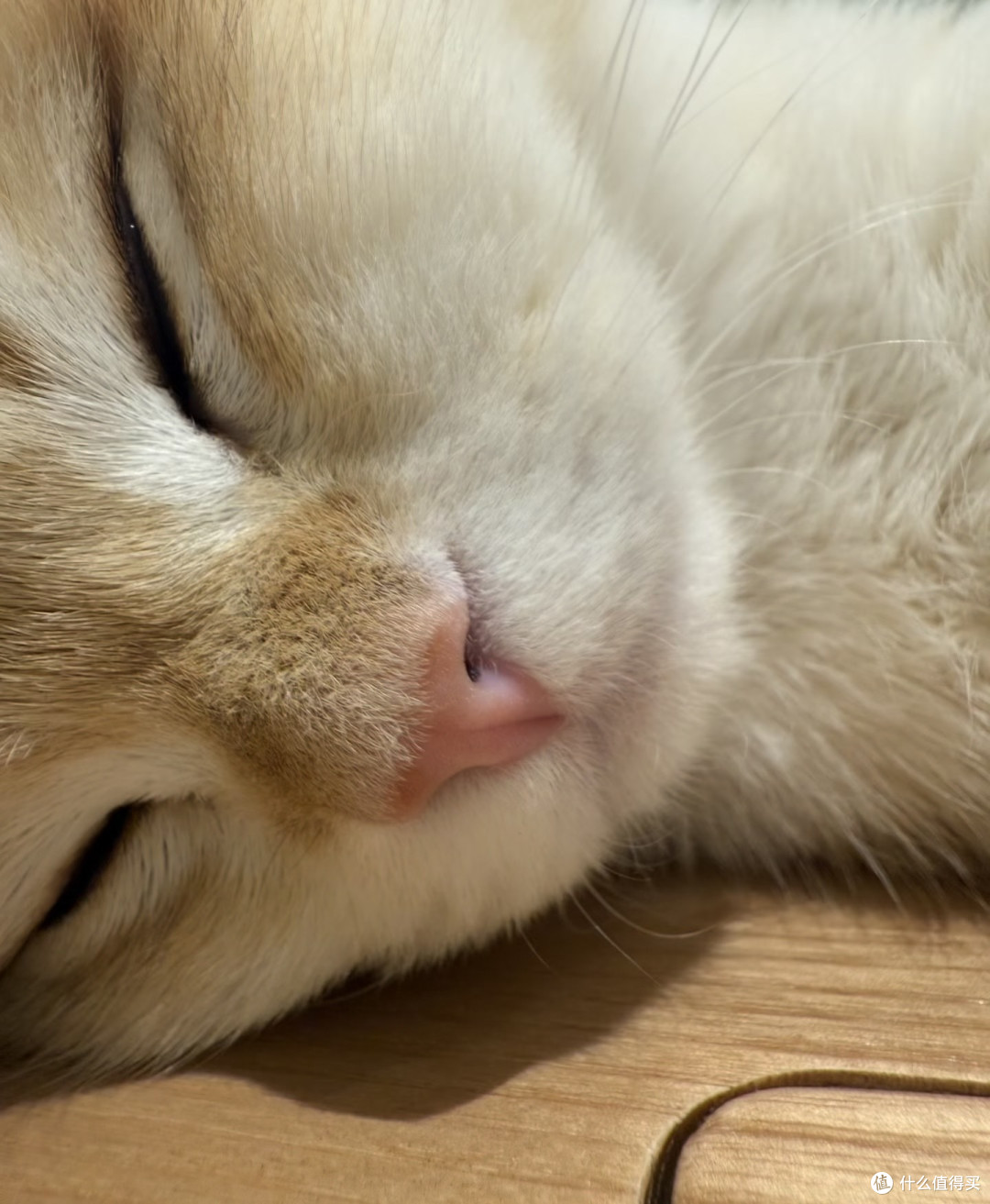 养猫人的幸福,都藏在这些瞬间里🐾|治愈