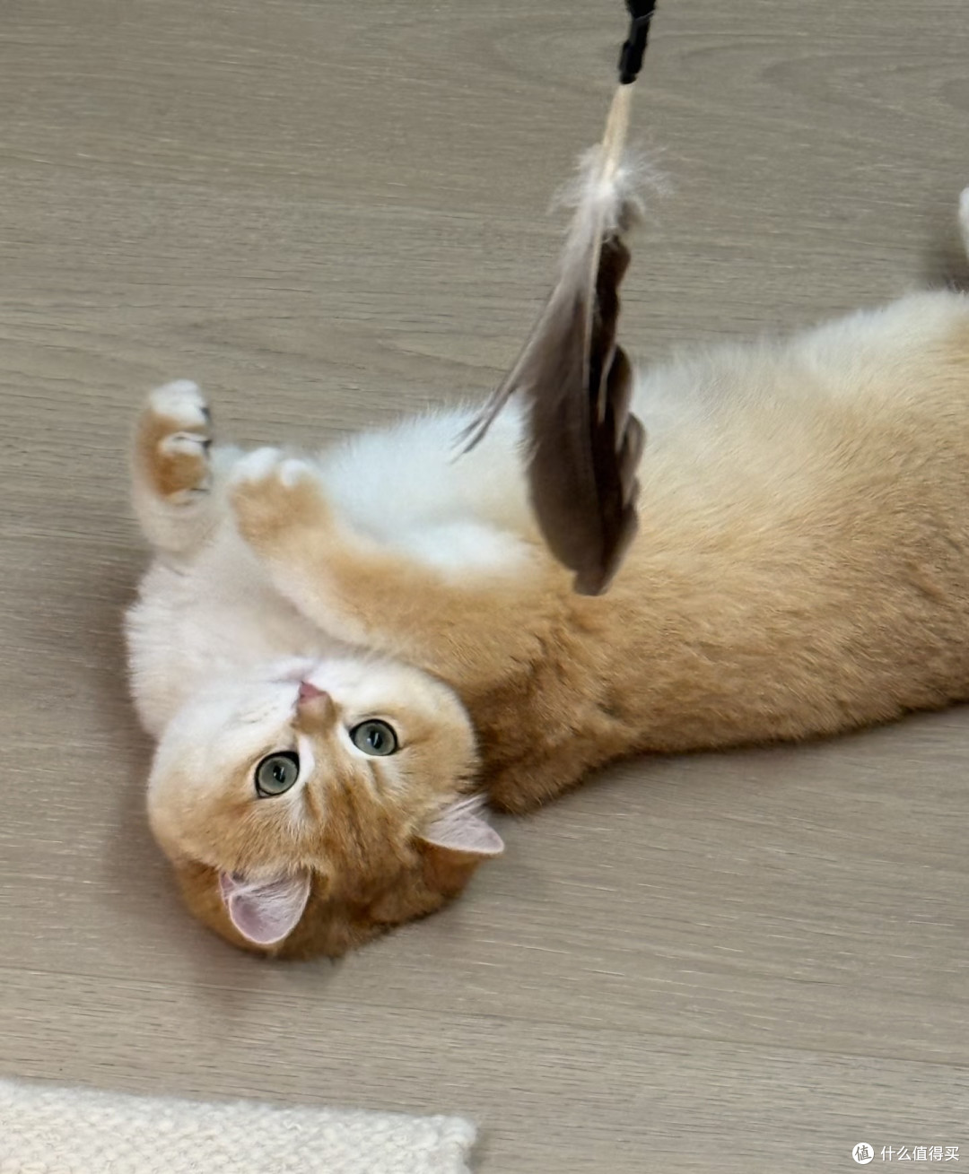 养猫人的幸福,都藏在这些瞬间里🐾|治愈