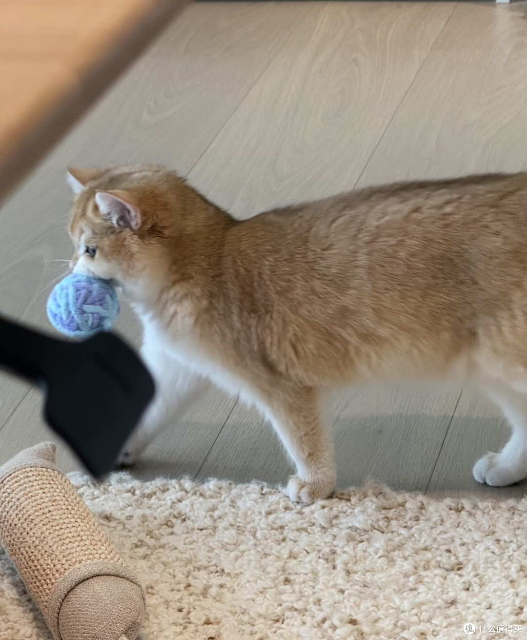 养猫人的幸福，都藏在这些瞬间里🐾｜治愈