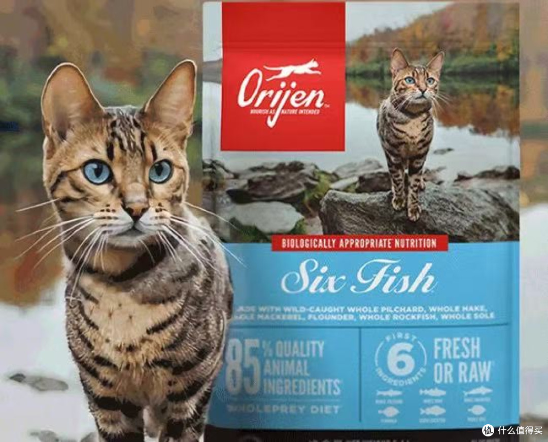 猫宁愿饿着也不吃猫粮要咋办?2026年这五款热门猫粮品牌全面测评