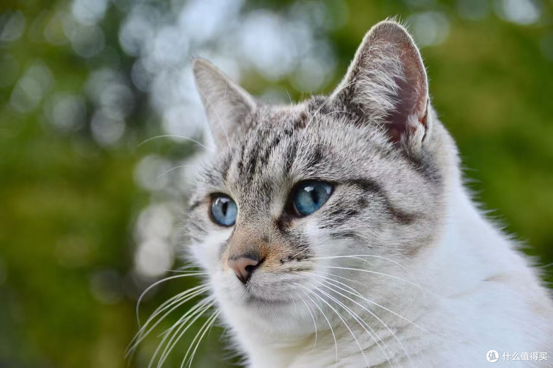 猫宁愿饿着也不吃猫粮要咋办?2026年这五款热门猫粮品牌全面测评