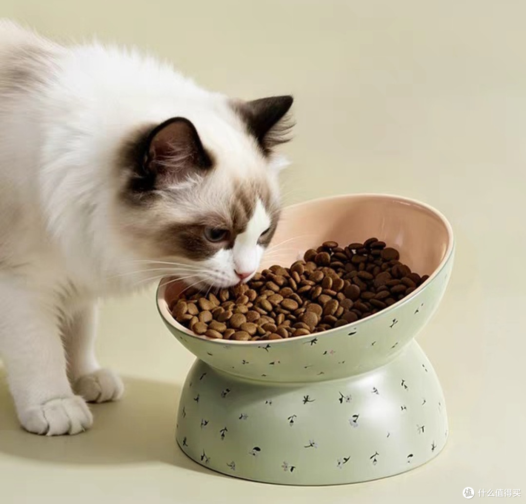 猫咪专属餐具|告别黑下巴护颈椎!我的精细化养猫必修课