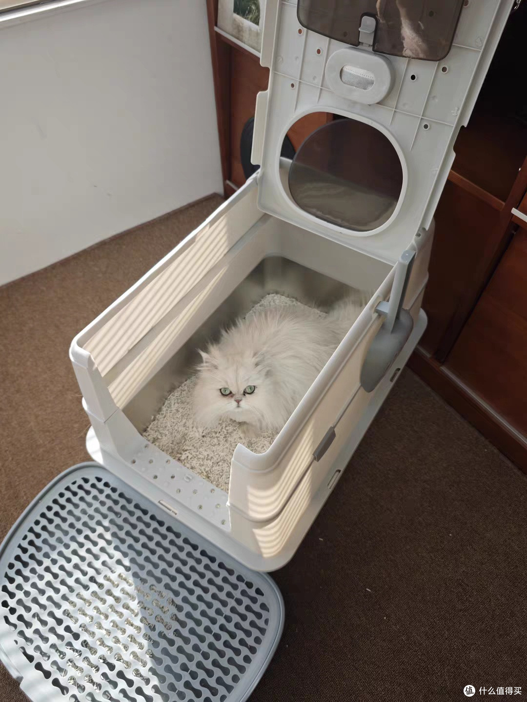猫咪定点上厕所神器,告别乱尿臭屋!彻底解放铲屎官双手