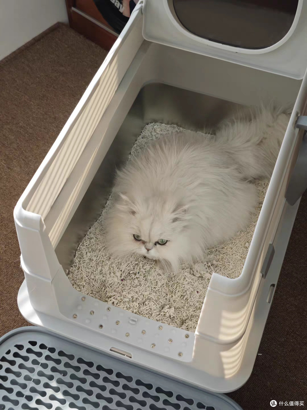 猫咪定点上厕所神器,告别乱尿臭屋!彻底解放铲屎官双手