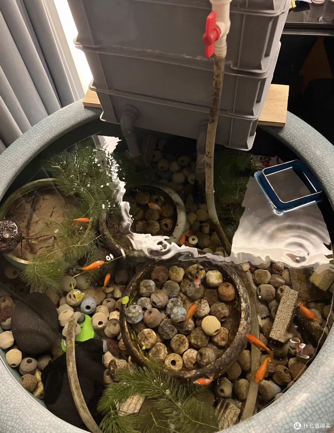 小型鱼本命口粮✨微型颗粒鱼粮｜孔雀斗鱼金鱼通用超适口🐠
