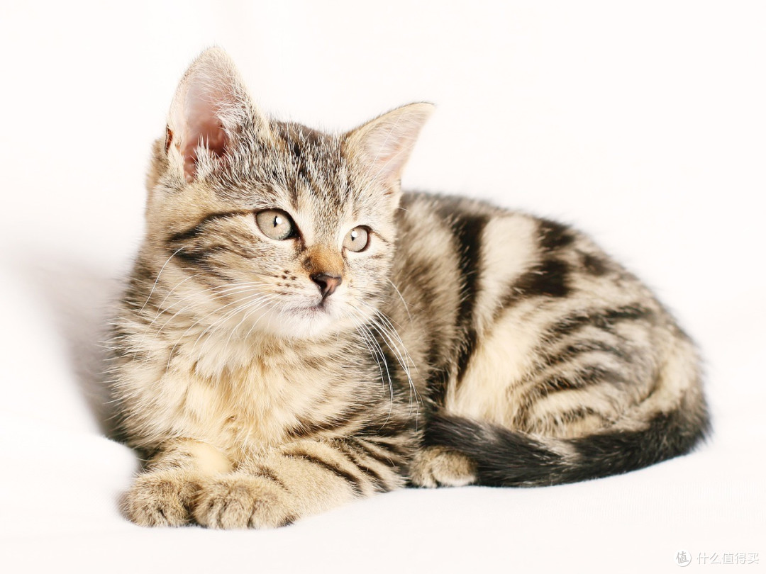 什么牌子的猫粮比较好？2026年6月新出炉最热门猫粮榜单推荐！