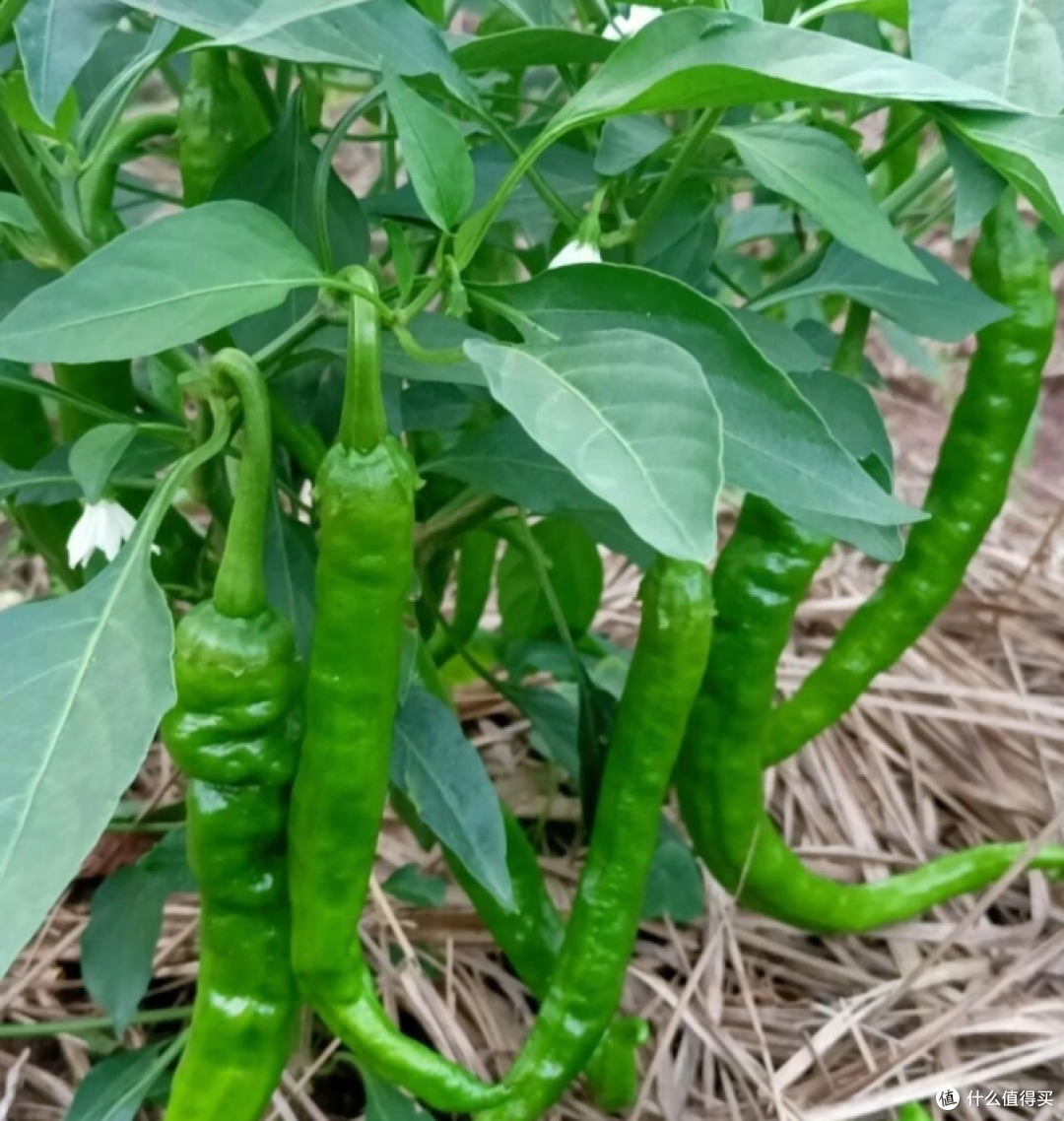我种的那棵辣椒，比我会过日子