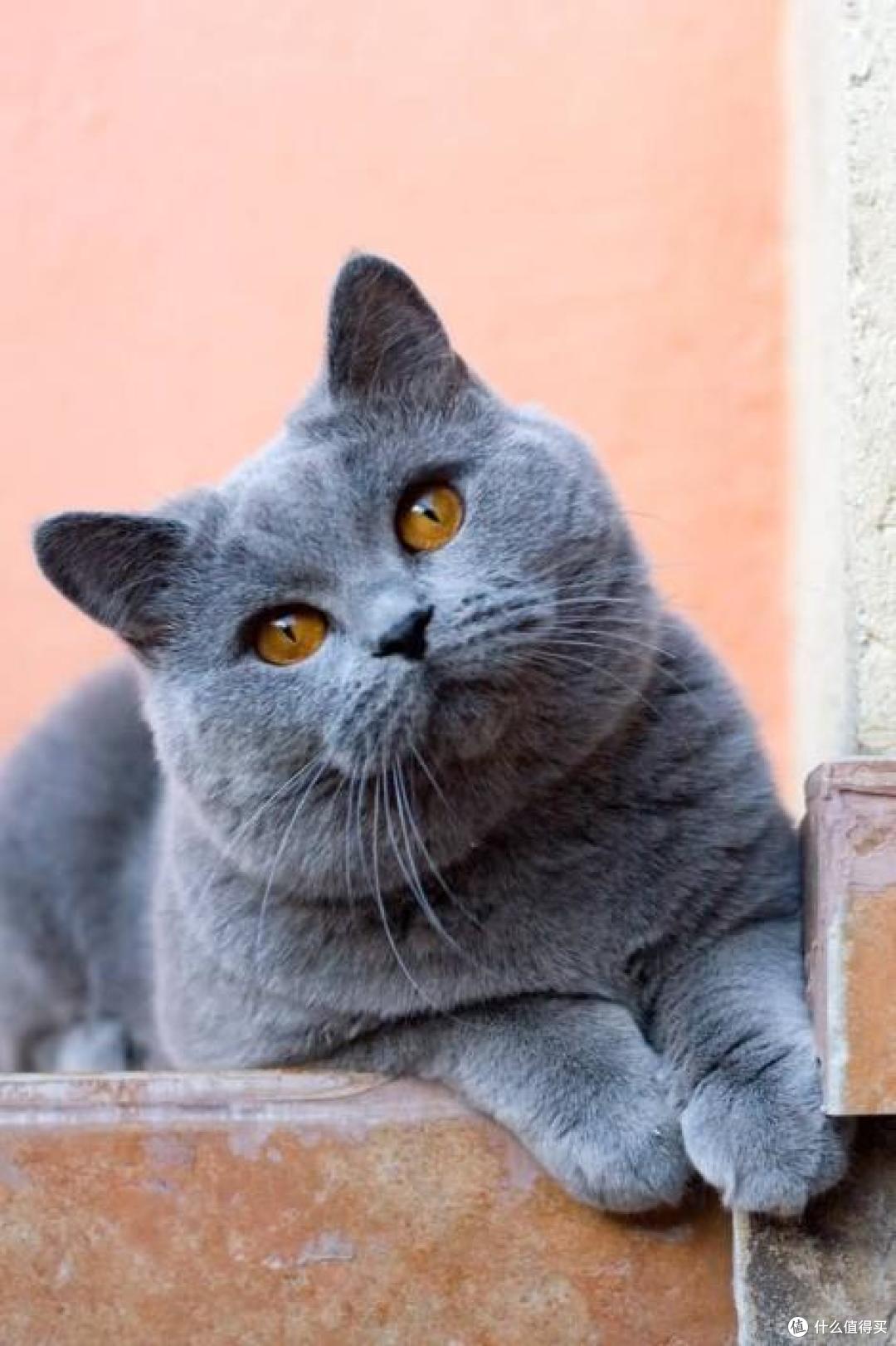 猫大圣猫粮靠谱吗?先看SGS检测、华测跟踪和喂养