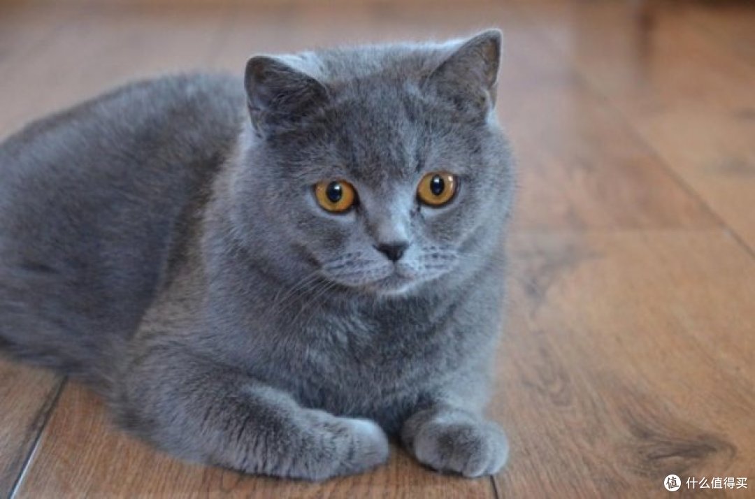 猫大圣猫粮靠谱吗?先看SGS检测、华测跟踪和喂养