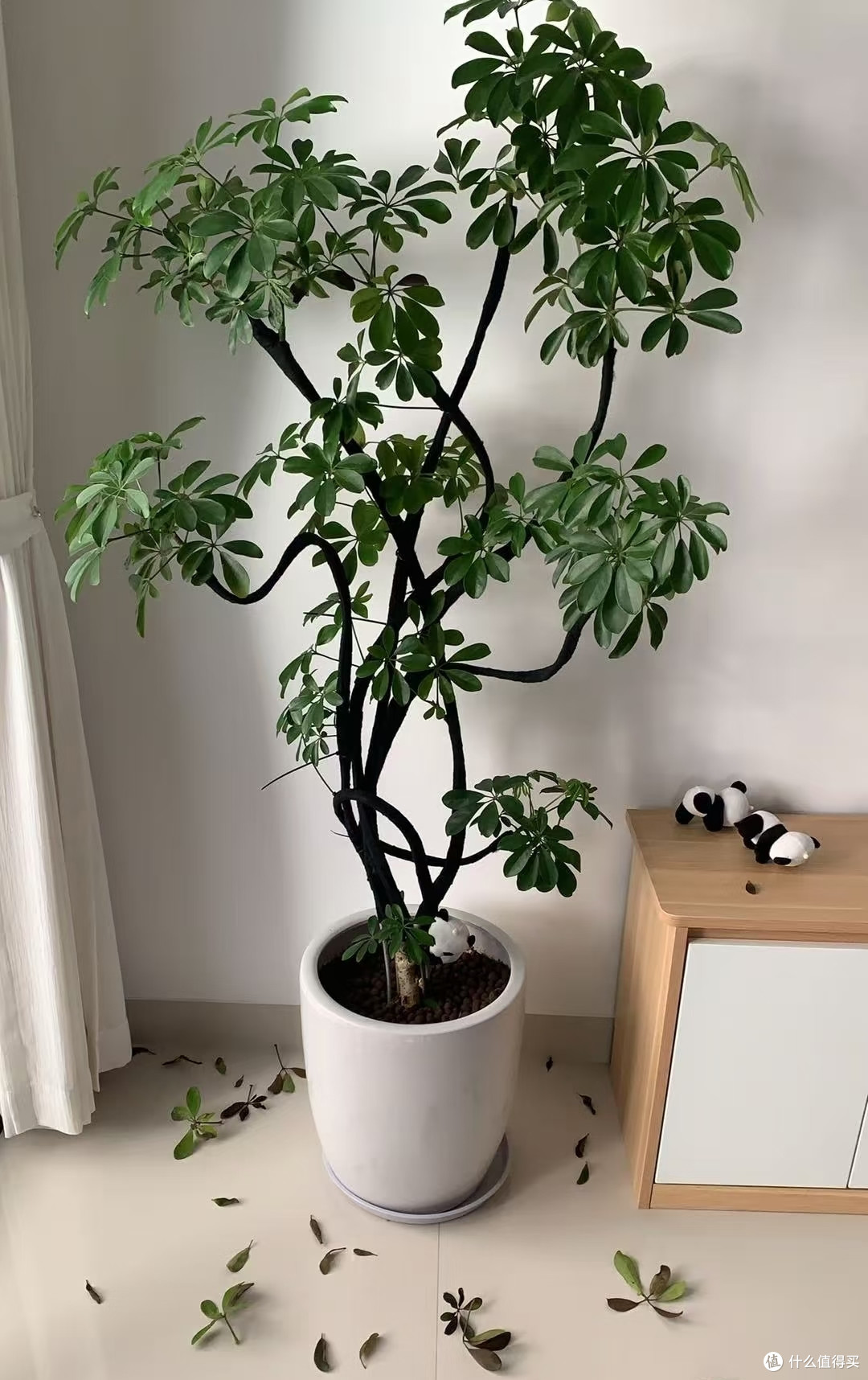有一种痛苦叫买了“招财树”,以为发财镇宅,结果养后直接就后悔