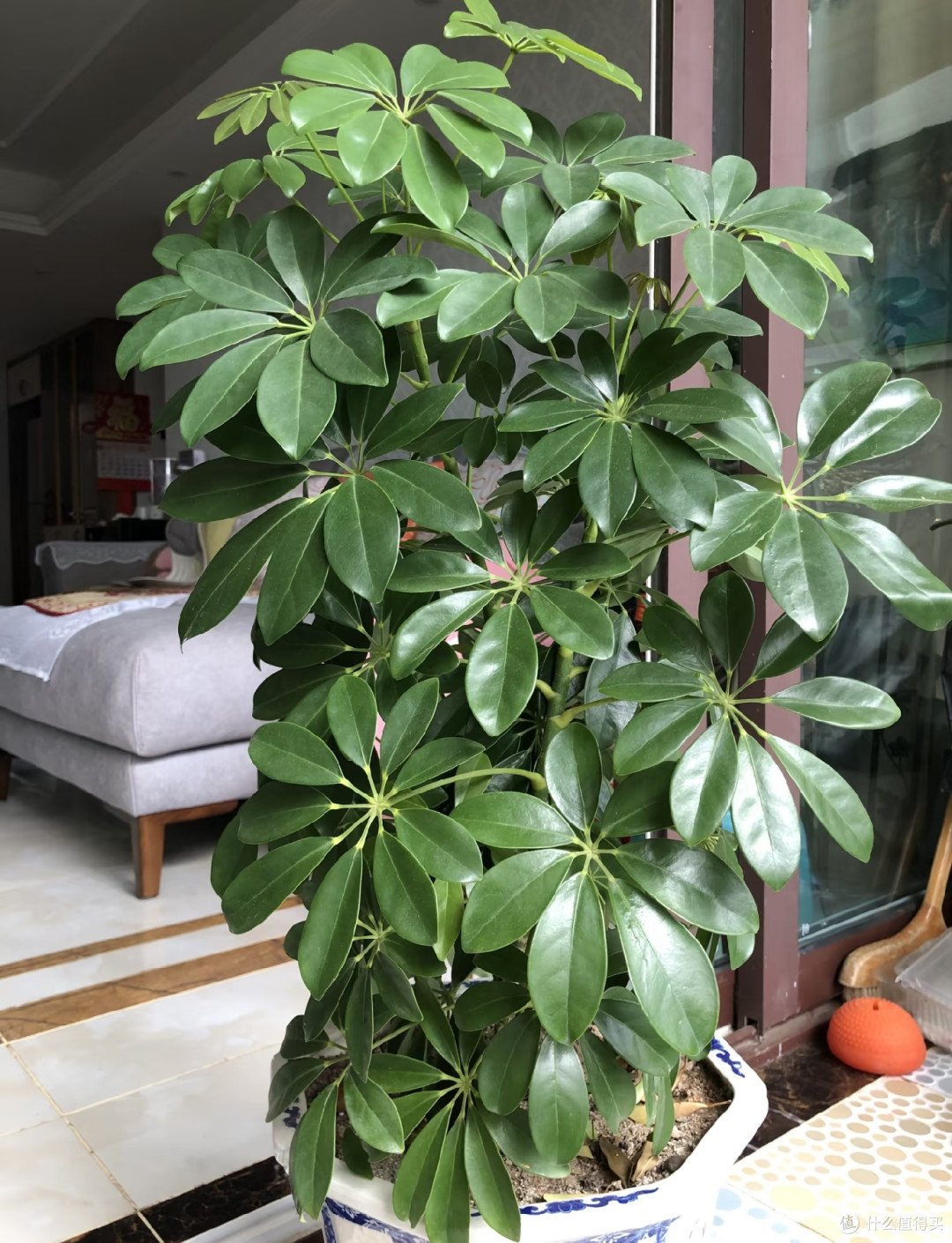 有一种痛苦叫买了“招财树”,以为发财镇宅,结果养后直接就后悔