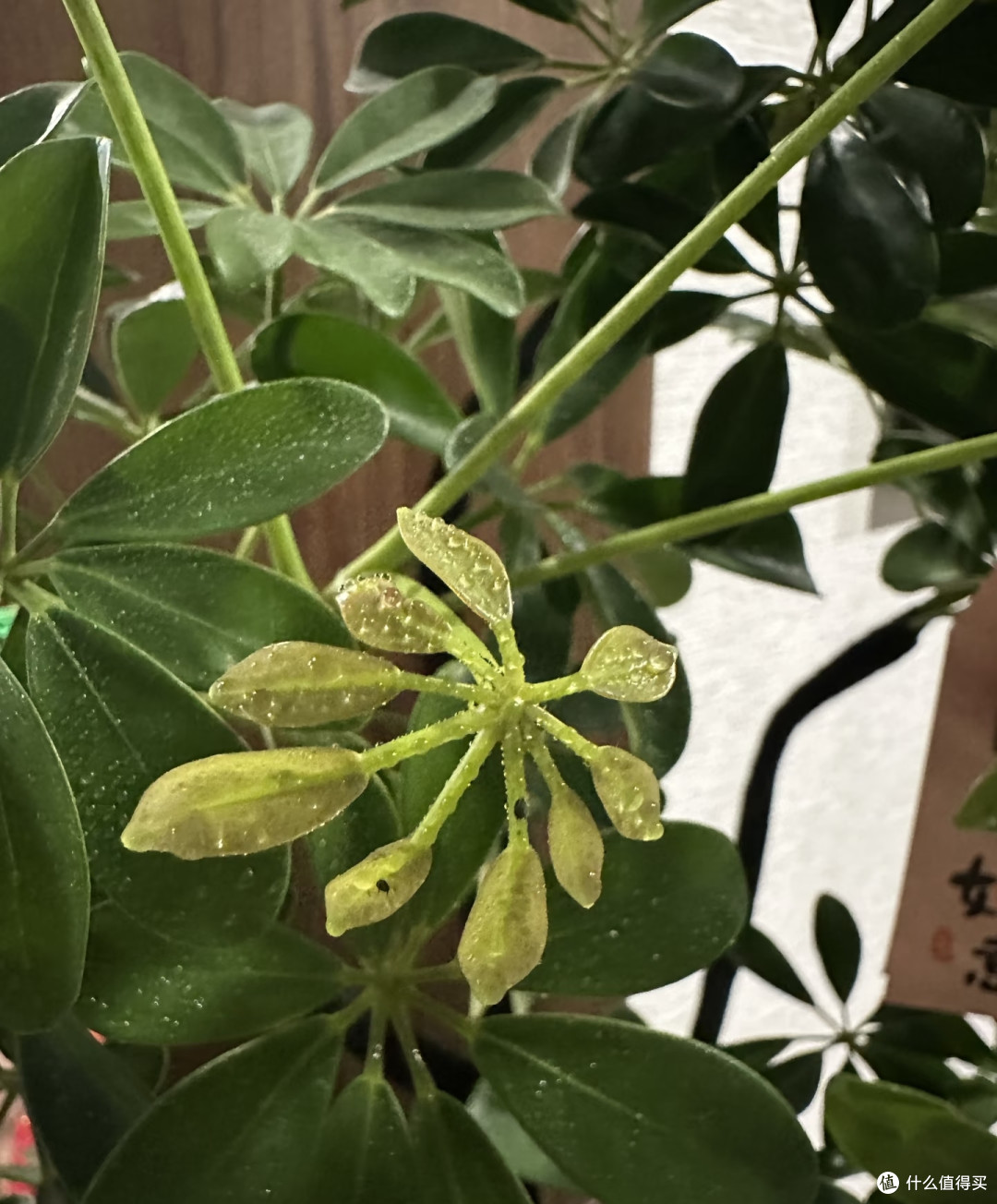 有一种痛苦叫买了“招财树”,以为发财镇宅,结果养后直接就后悔