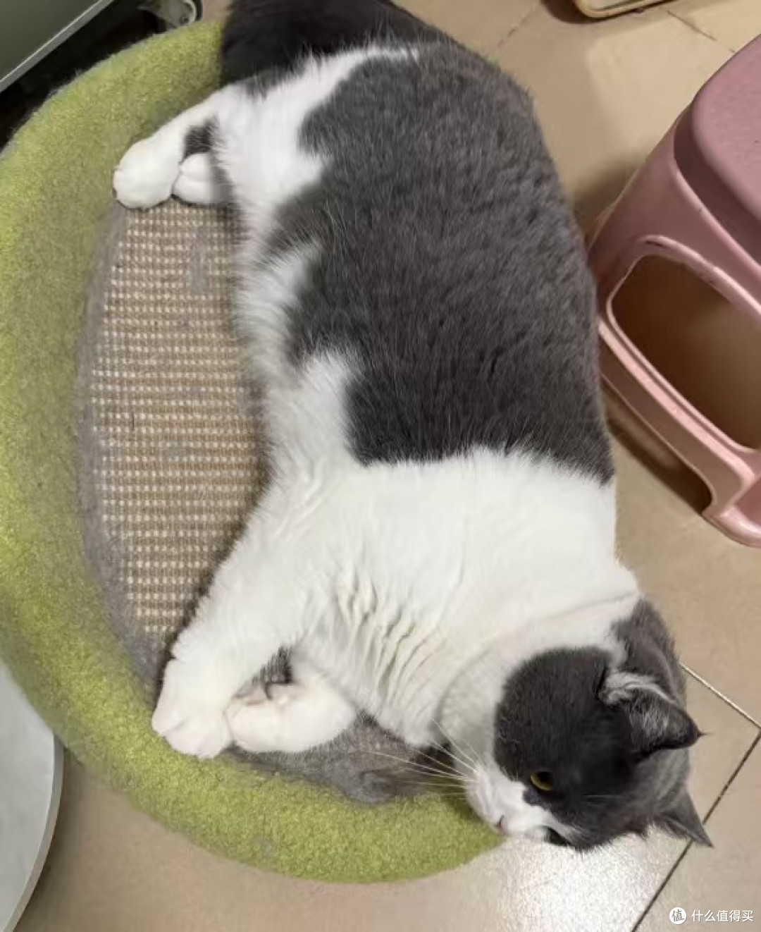 猫咪的日常:晒太阳与挑食
