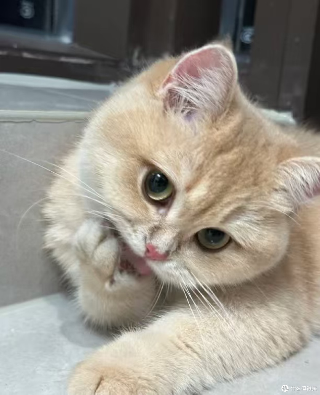 我家猫咪的规律生活